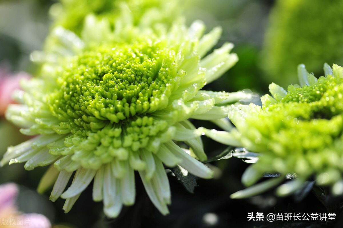 盆栽菊花常见病害及治疗方法,菊花常见病虫害防治措施