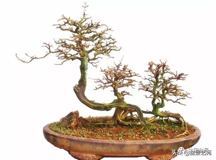 胡庆魁无穷的怀念：我说我盆景与母亲的手