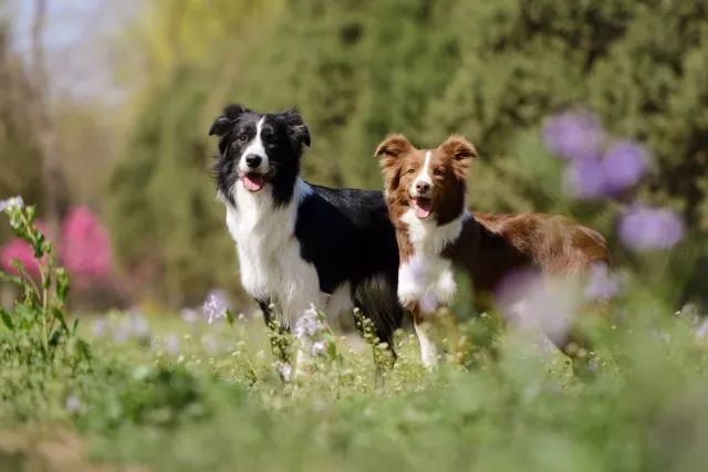 小型犬发胖的原因有哪些,为什么狗狗特别容易发胖