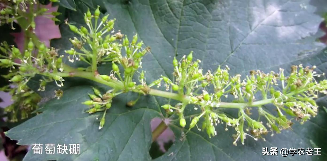 巨峰葡萄为什么容易掉粒,巨峰葡萄串型小怎么回事