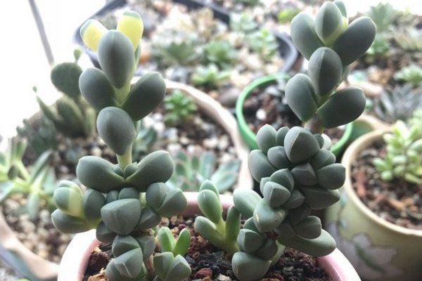 鹿角海棠叶子皱巴巴怎么办,鹿角海棠叶子皱了