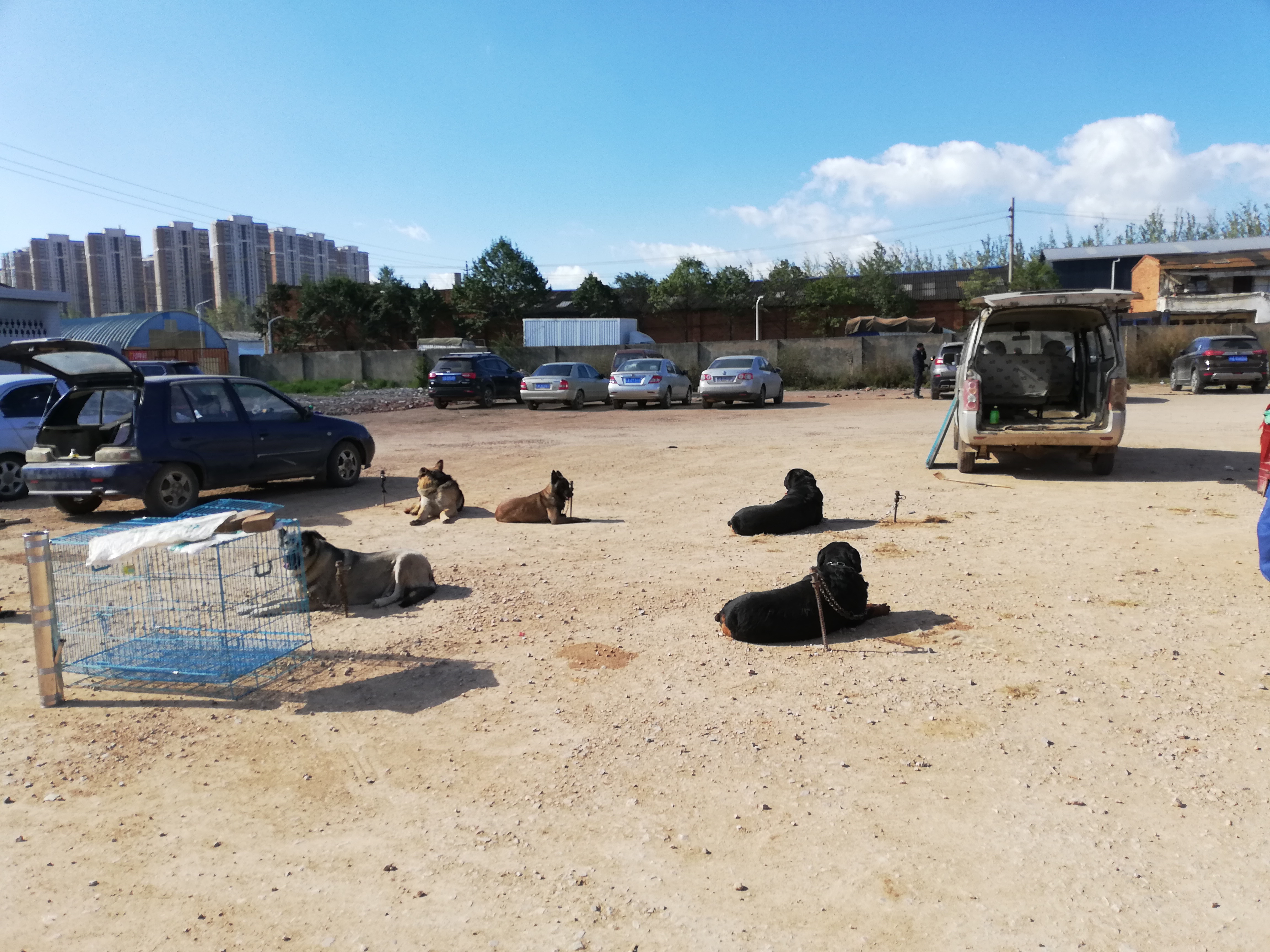 在狗市，成年犬区域人流量稀少且没人购买的原因，你知道吗？