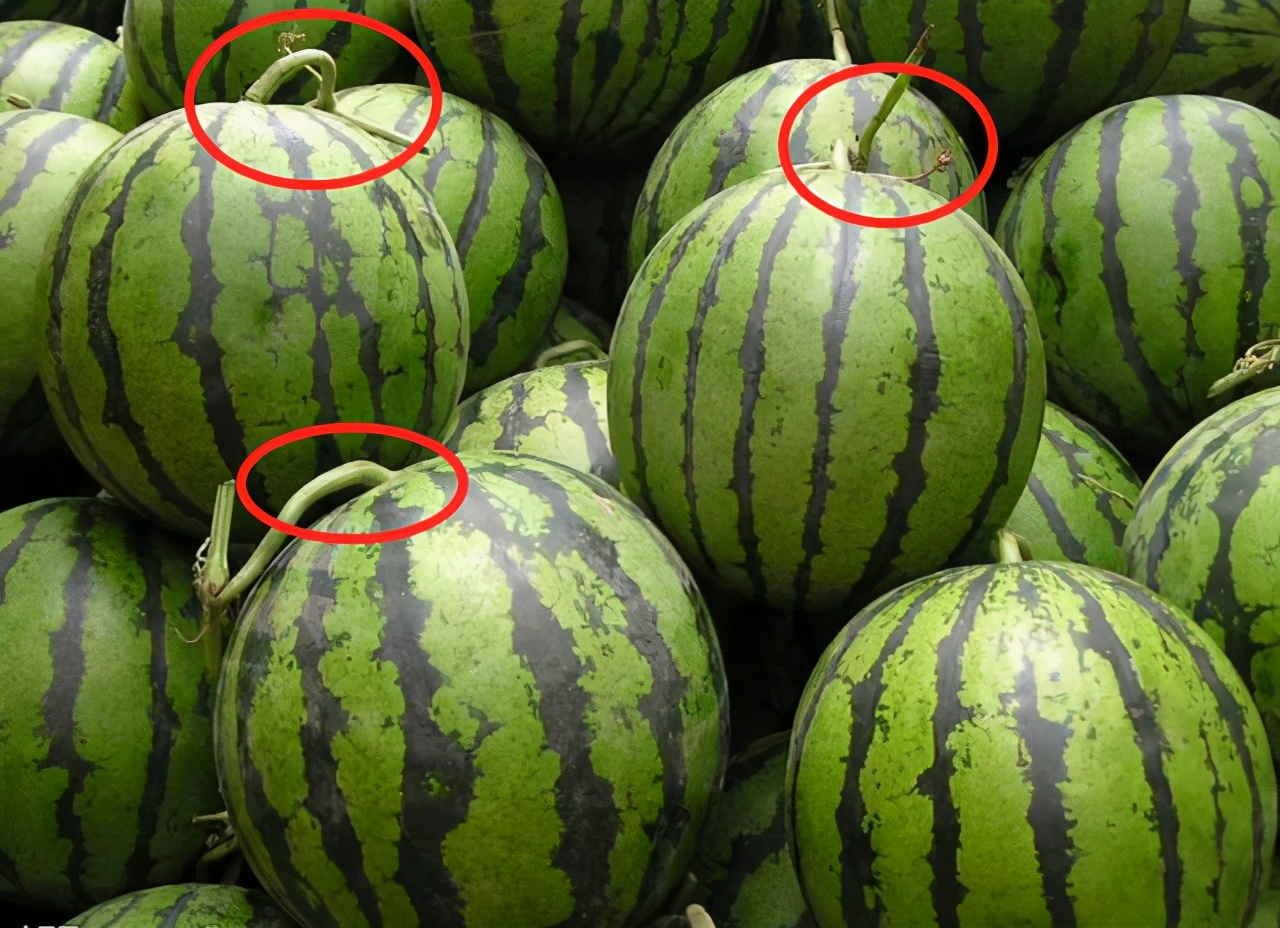 买西瓜认准这四点保证香甜多汁,买西瓜怎么挑选好瓜