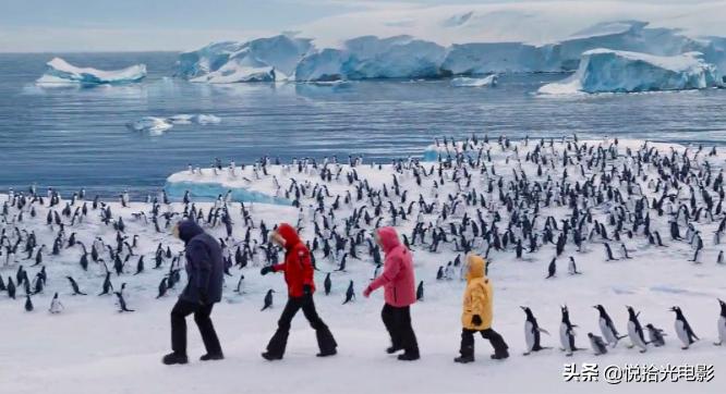 用一句话评价波普先生的企鹅,波普先生的企鹅