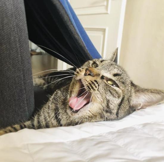 猫真的有那么聪明吗,猫真的有那么聪明嘛