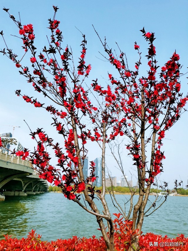 开封西湖之滨,开封西湖即景