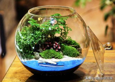 微景观生态瓶教程,微景观生态瓶怎么固定