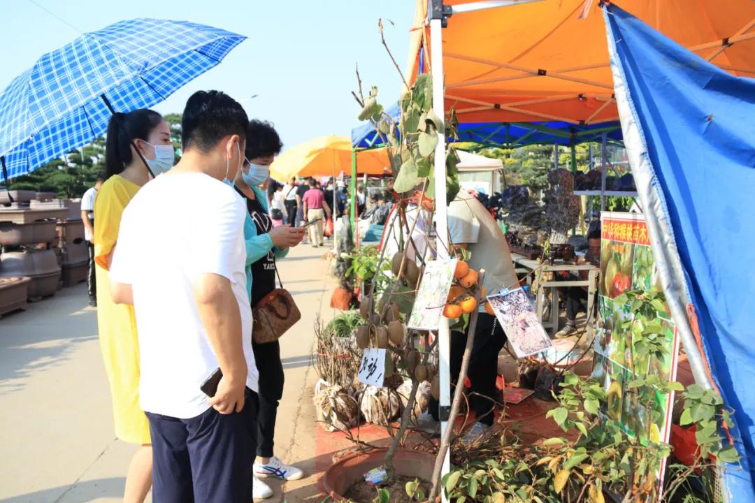 花木盆景活动,秋冬季花木节盆景展