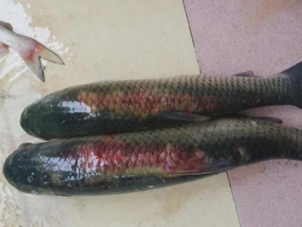 一线渔医良心分享！这份《江高区域全年病害防控指南》请收好