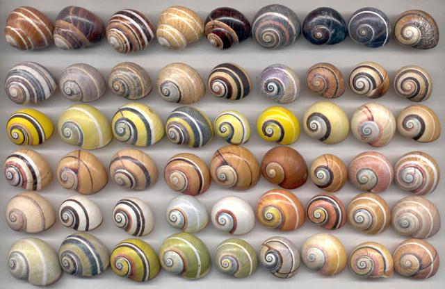 蜗牛是怎么制造出卵的,蜗牛构造方法