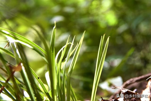 养好兰花注意这几点,养好兰花诀窍