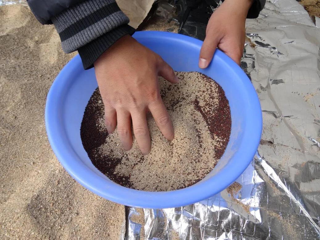 大棚秋葵种植技术大全,大棚种植秋葵一年可种几茬