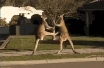 澳大利亚是如何被兔子攻陷的,兔子入侵的国家有哪些