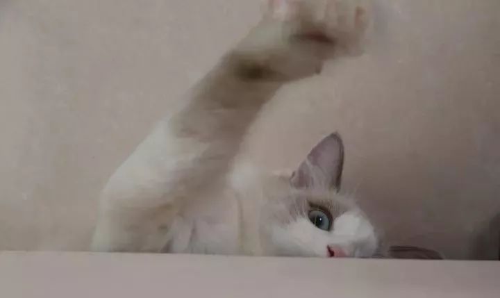 布偶适合跟什么猫一起养,有没有养布偶的人