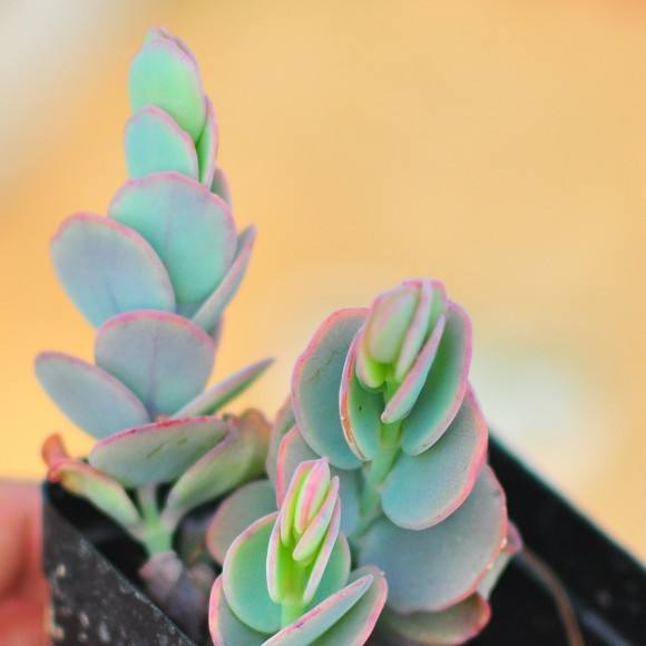 1000种多肉植物图鉴大全大图,景天科1000种多肉植物图鉴