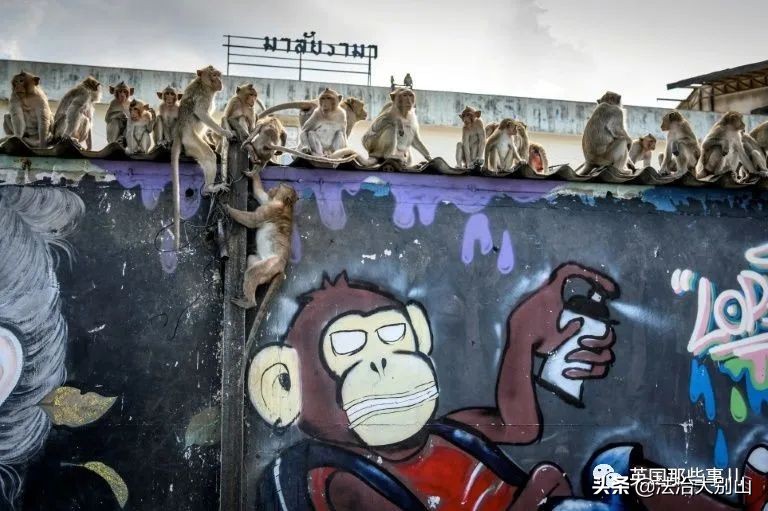 泰国疫情猴子,泰国猴子抗击疫情视频