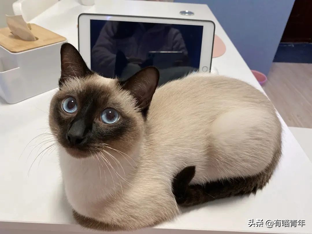 橘猫为什么是魔鬼,橘猫的恐怖之处