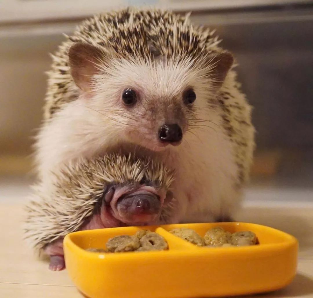 养一只戏精宠物是什么体验,养了一只小狐狸是什么体验