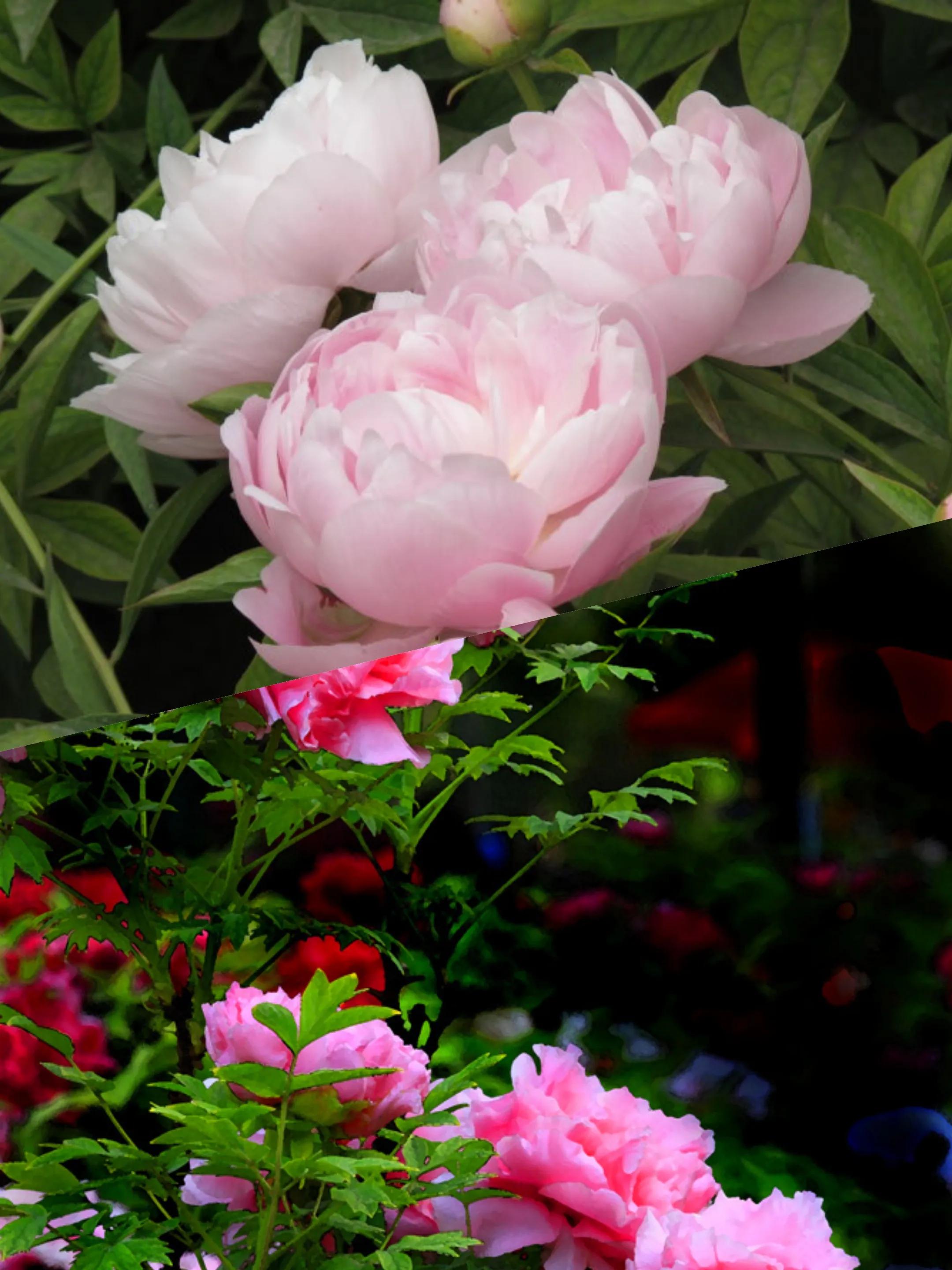 古人有哪些cp,中国传统文化cp