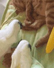 空中一字马搞笑图,一个突如其来的一字马