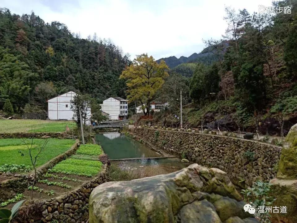温州茶山红枫古道,浙江温州永嘉红枫古道