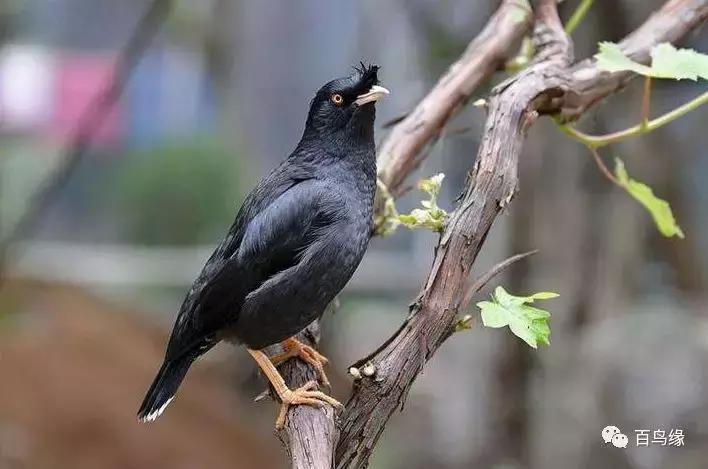 鹩哥和八哥寿命,八哥和鹩哥繁殖