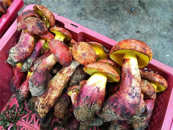 云南人爱吃的见手青,云南野生菌科普见手青