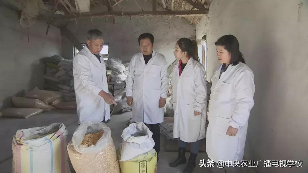 母鸡下软壳蛋吃什么改善,母鸡下软壳蛋怎么补救