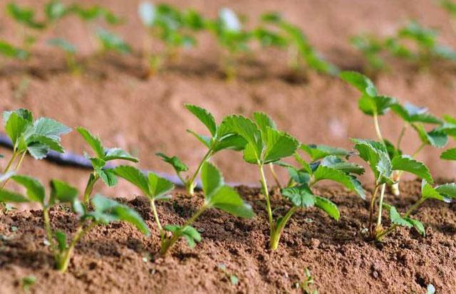 春棚草莓秧苗有蓟马打啥药,草莓蓟马虫害的症状与防治
