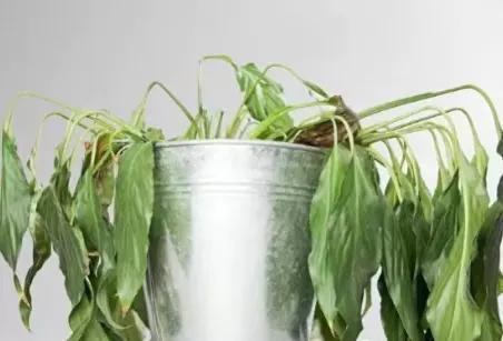 为什么我家两个孩子视力都弱视,12岁的孩子弱视和近视怎么治疗