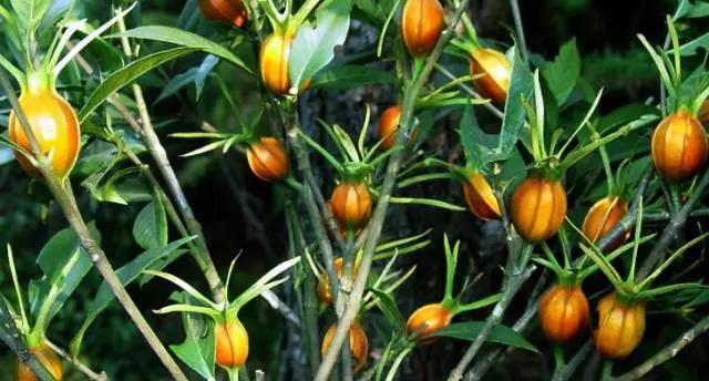 云南特产山货血三七,云南独有的44种野菜