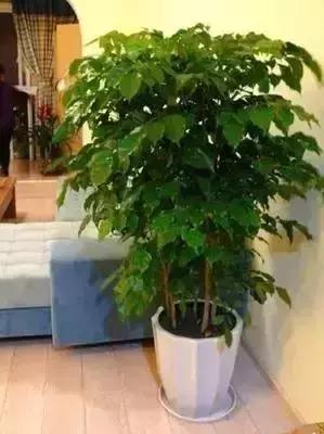 客厅吸附甲醛植物,客厅适合摆什么植物又可以去甲醛