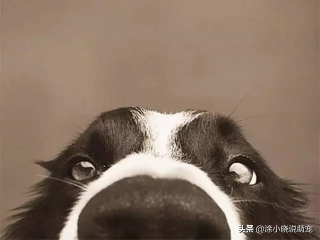 宠物鼻子湿的好还是干的,幼犬鼻子干热怎么回事