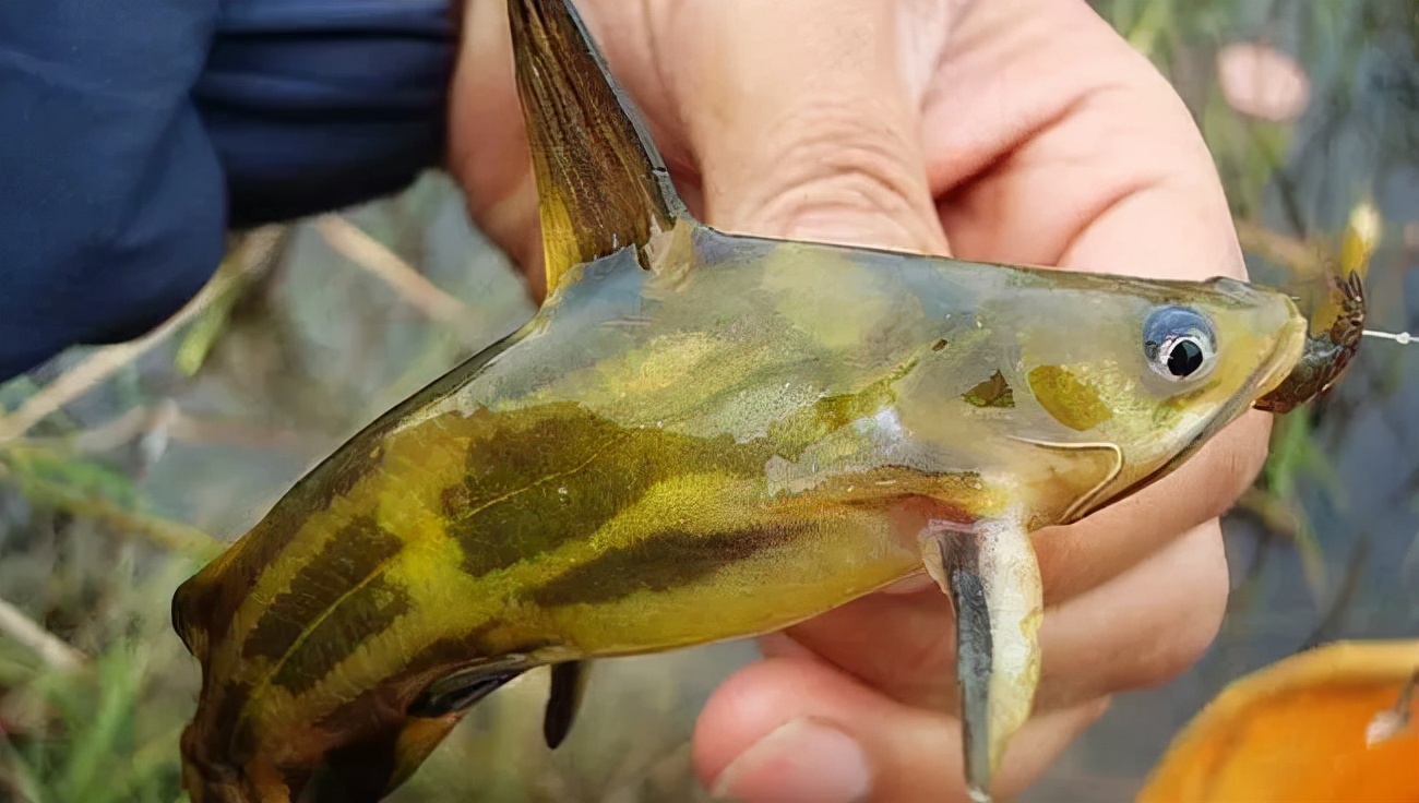 黄颡鱼腹水病可以用盐治疗吗,黄颡鱼腹水的症状及治疗方法