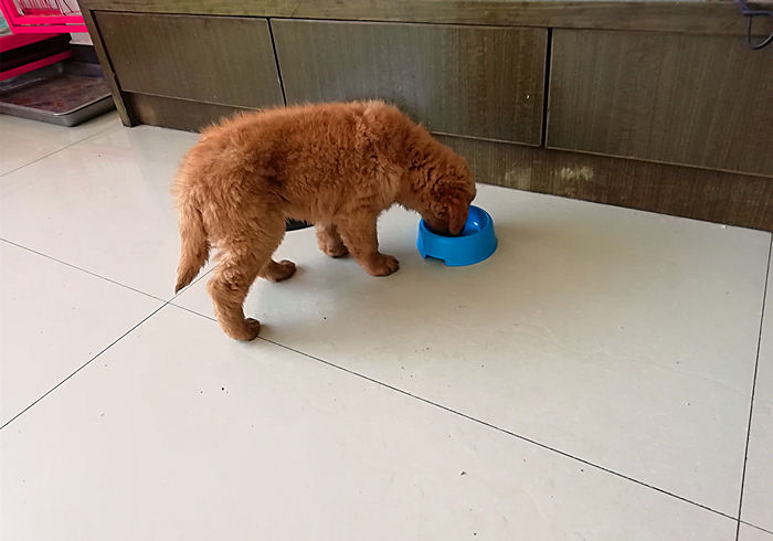 爱犬得了不治之症怎么办,小狗患有糖尿病是否可治愈