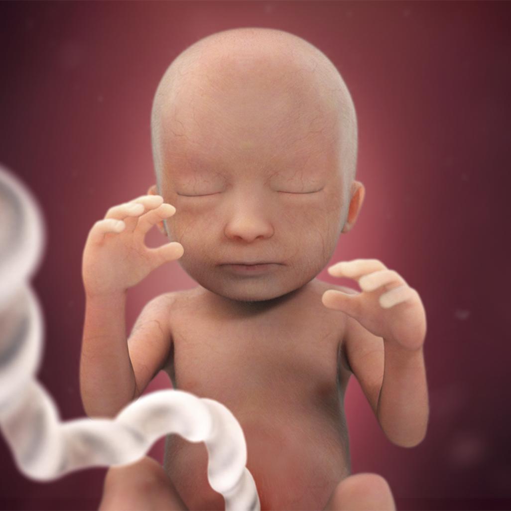 怀孕40周胎宝宝每周长什么样,怀孕40周胎停什么原因