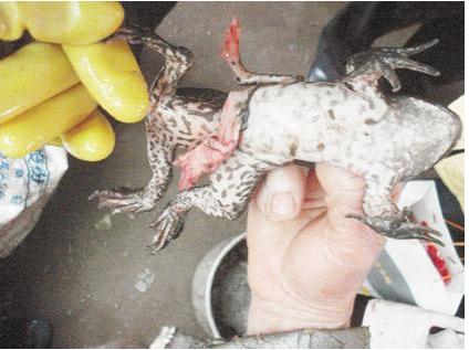 牛蛙养殖需要什么要求,牛蛙养殖全程用药吗