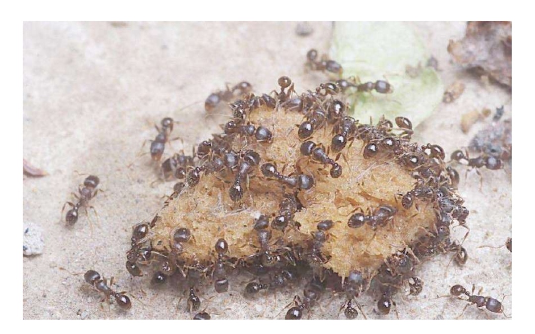 家里有蚂蚁驱除妙招,驱除蚂蚁最有效的方法
