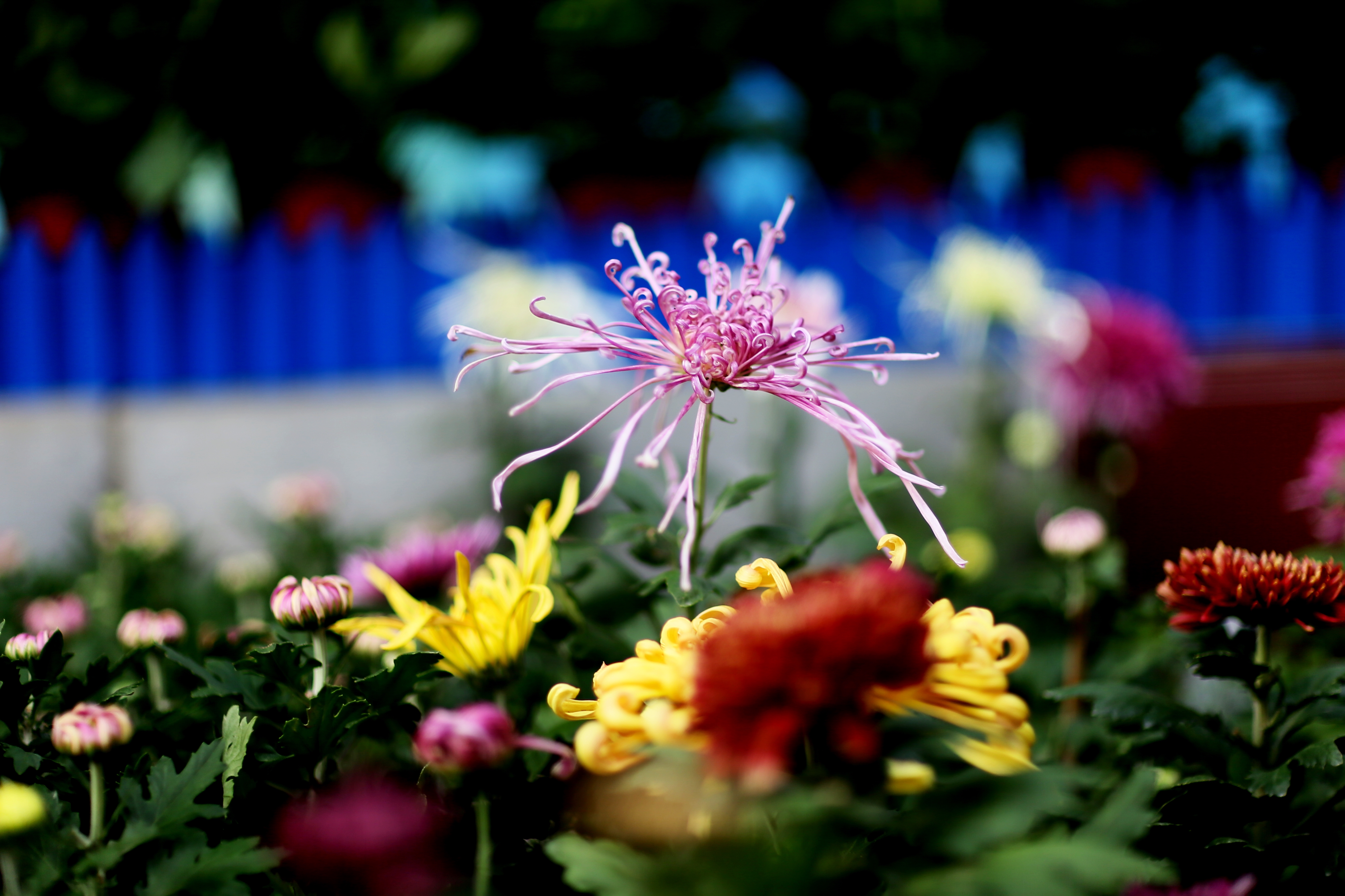 带你看开封清明上河园的菊花展,开封第41届菊花文化节清明上河园