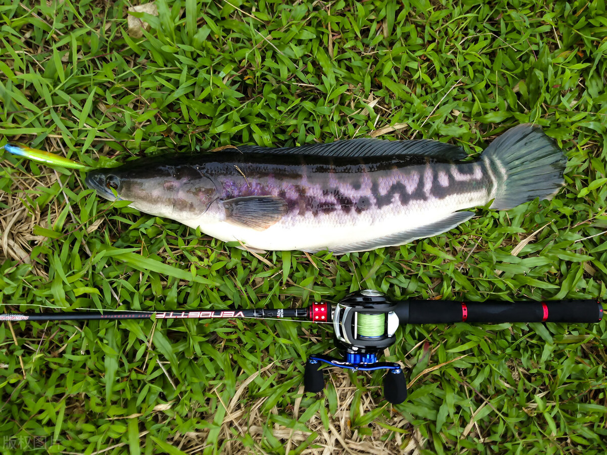 最强路亚假饵雷蛙的绑法,路亚雷强为什么都用雷蛙