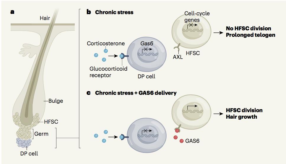 压力大掉头发是怎么回事,压力大掉头发咋办