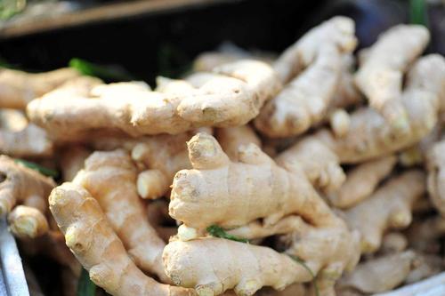 山东寿光生姜高产种植视频,生姜种植是将生姜平放还是竖放