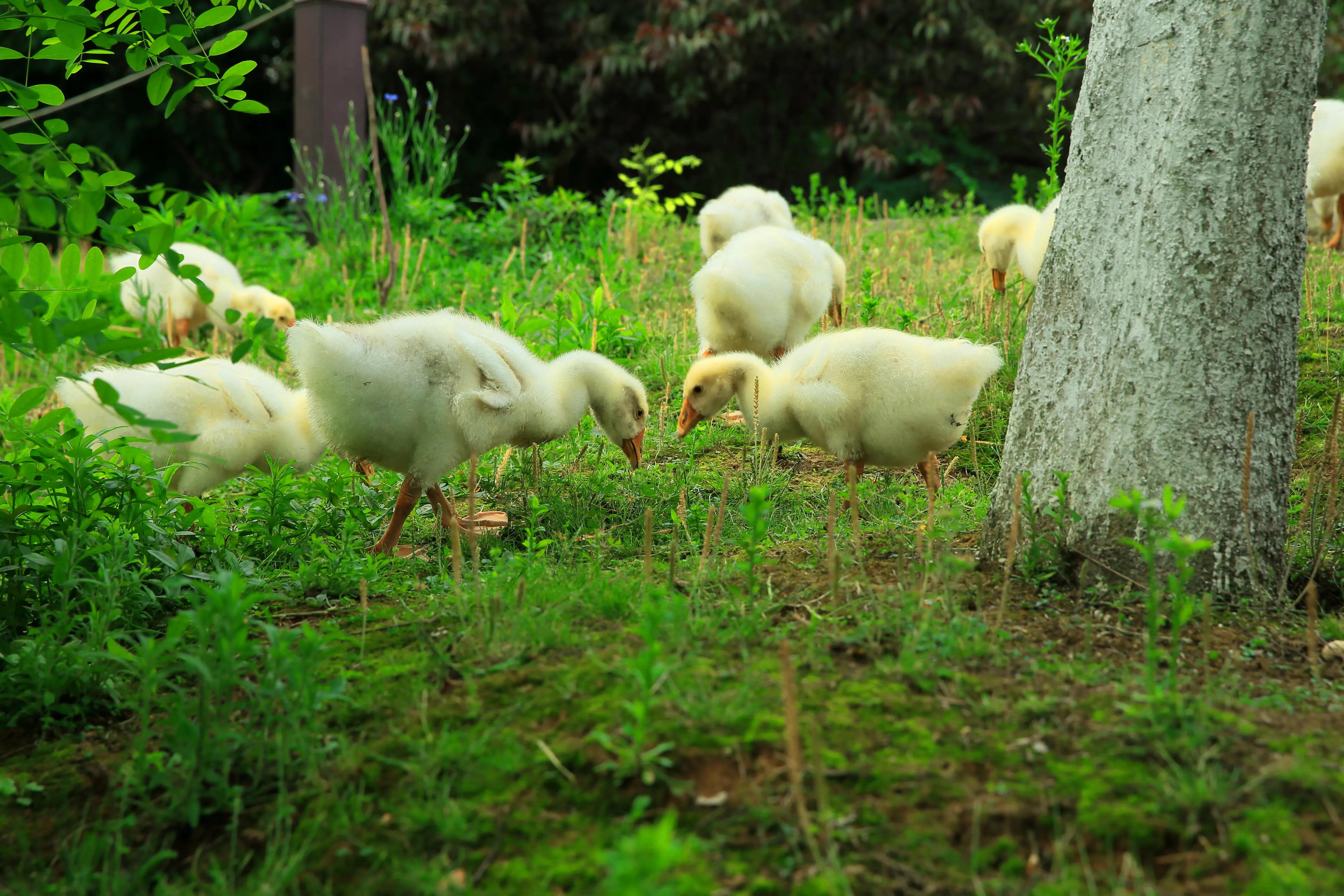 世凹桃园,世凹桃源图片