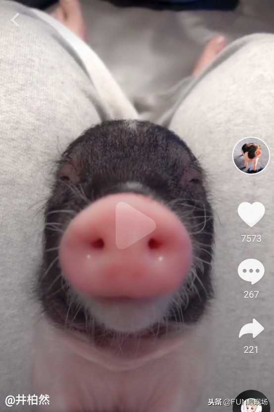 井柏然抖音小猪,井柏然给白敬亭送小猪佩奇