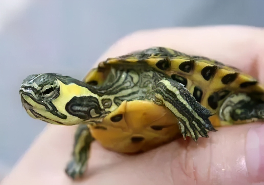 龟类纪录片,龟类图片