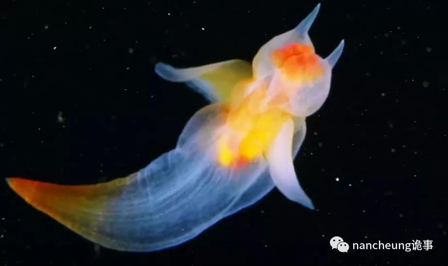 深海迷航第49天神秘生物,深海海底神秘的10种生物