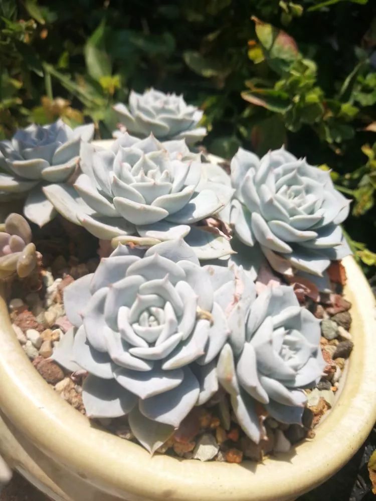 一杯清茶一道暖阳,一杯清茶温暖的时光