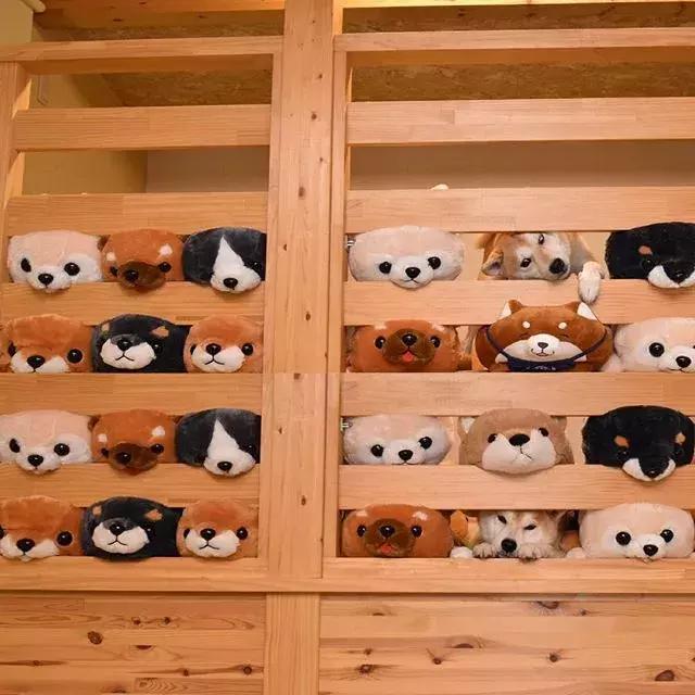 日本博主给两只柴犬买了几十只玩偶，变成大型实物版“连连看”…