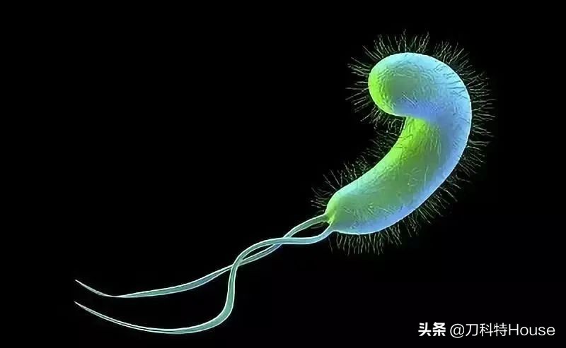 幽门螺杆菌会导致不孕吗,感染幽门螺杆菌的几率有多大