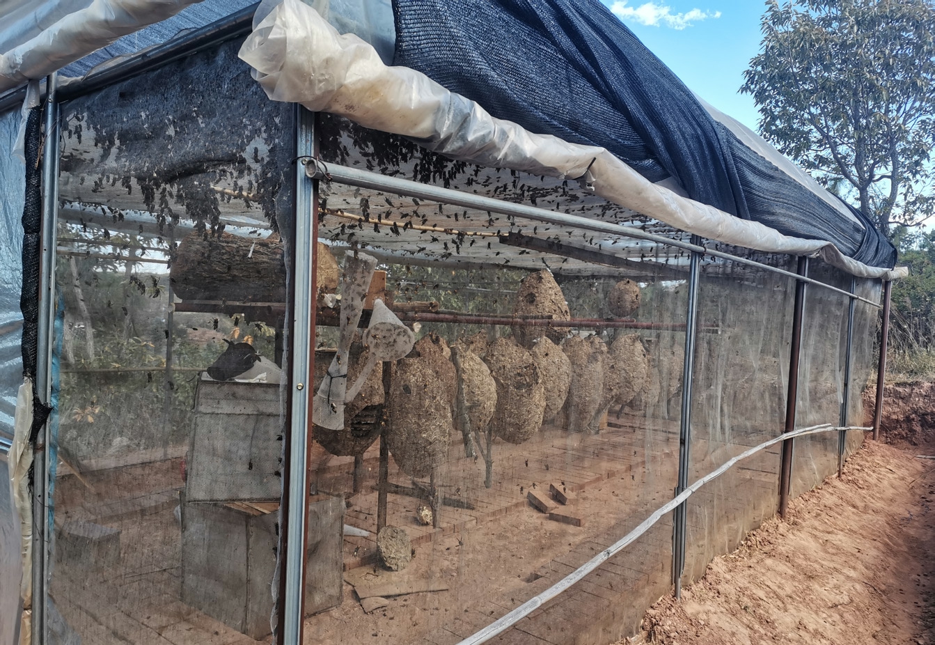 大理胡蜂,云南大理胡蜂